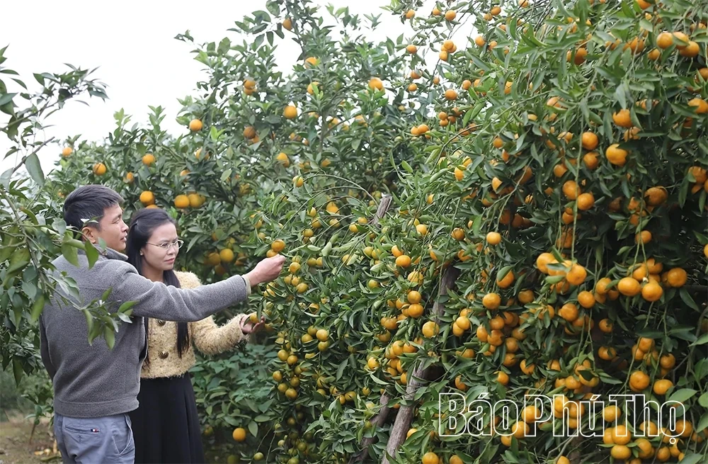 The “Sweet Harvest” on the Thu Cuc hills