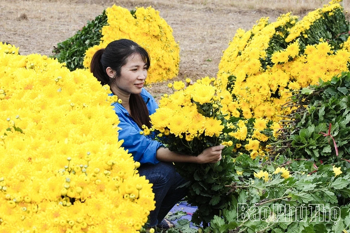Nhan Vuc Flower Village Bustles for the Lunar New Year Season