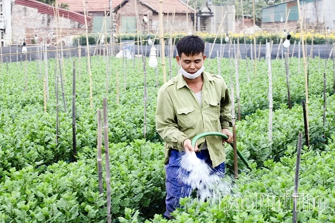 Nhan Vuc Flower Village Bustles for the Lunar New Year Season