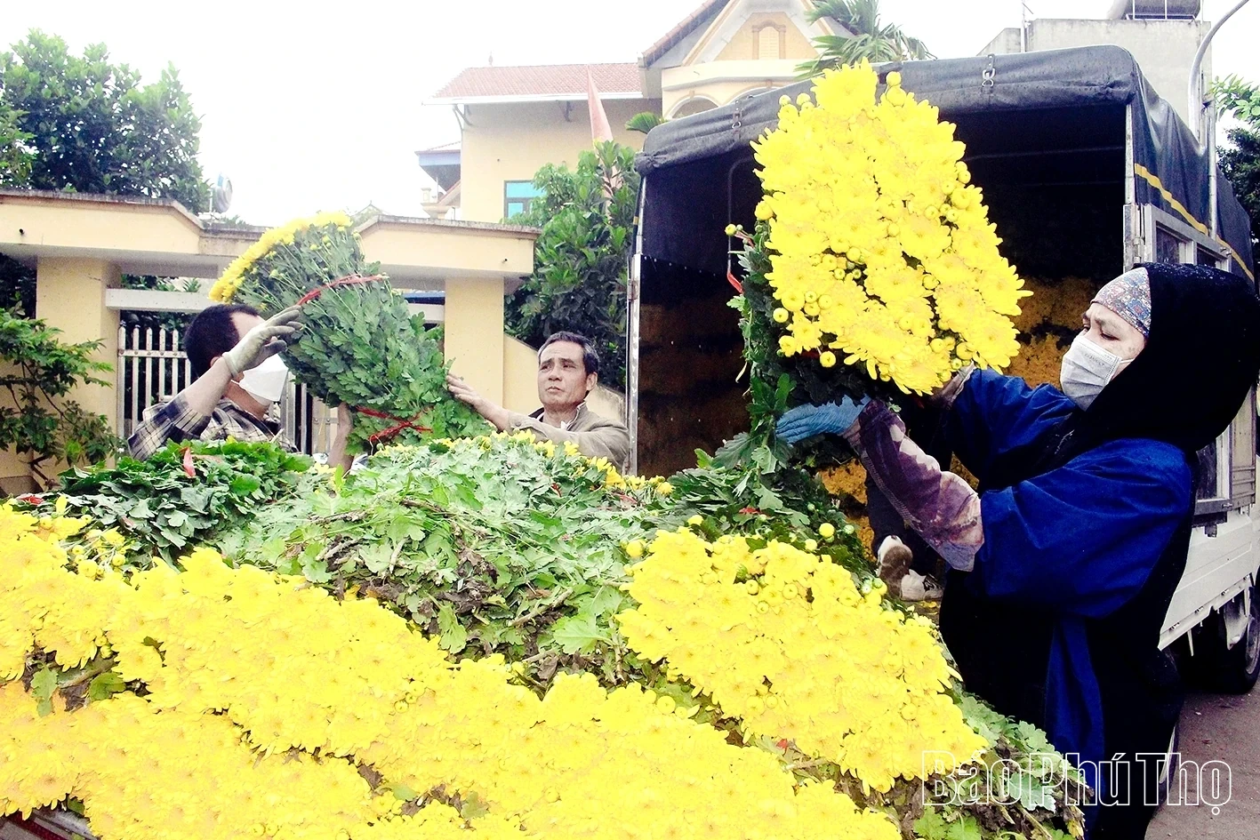 Nhan Vuc Flower Village Bustles for the Lunar New Year Season