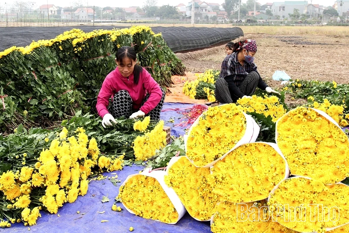 Nhan Vuc Flower Village Bustles for the Lunar New Year Season
