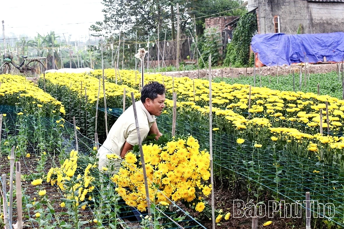Nhan Vuc Flower Village Bustles for the Lunar New Year Season
