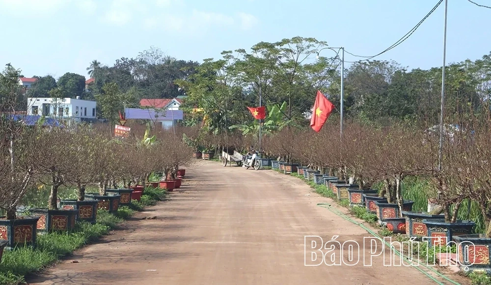 Nha Nit Peach Blossom Village Enters the Tet Peak Season
