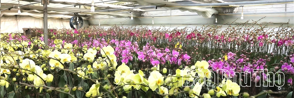 Orchid Garden Enters the Lunar New Year Season