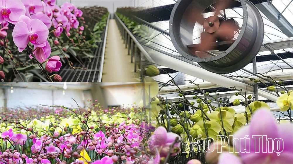 Orchid Garden Enters the Lunar New Year Season