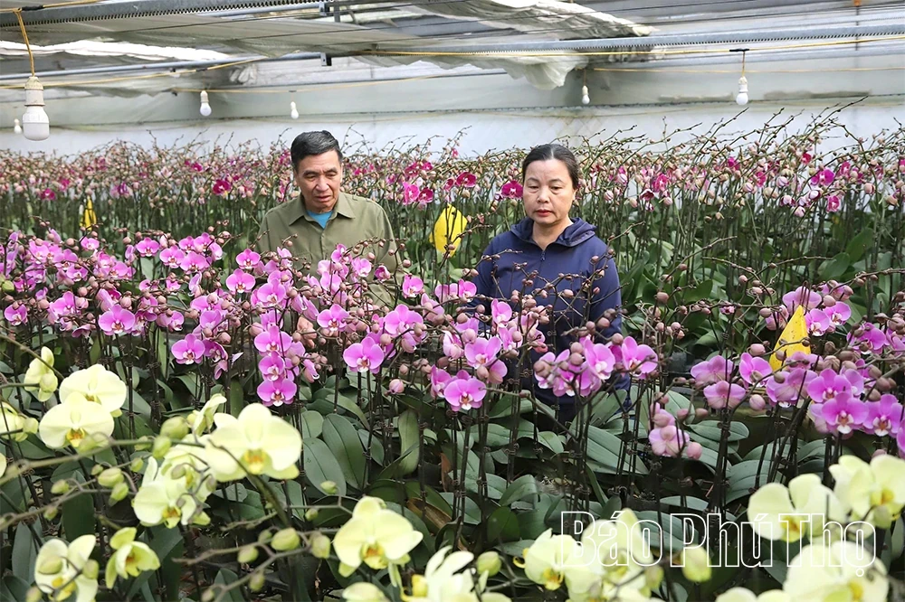Orchid Garden Enters the Lunar New Year Season