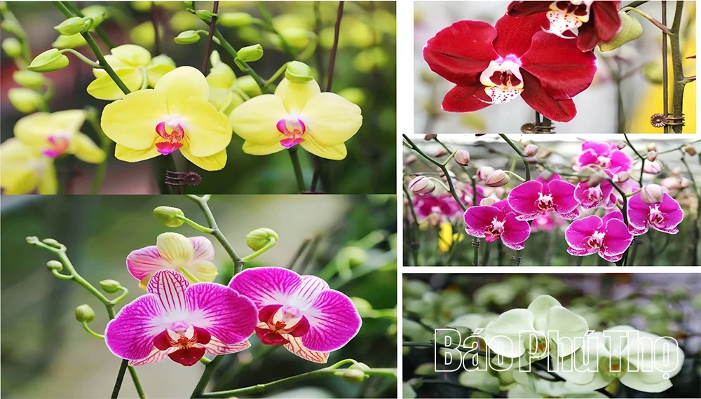 Orchid Garden Enters the Lunar New Year Season