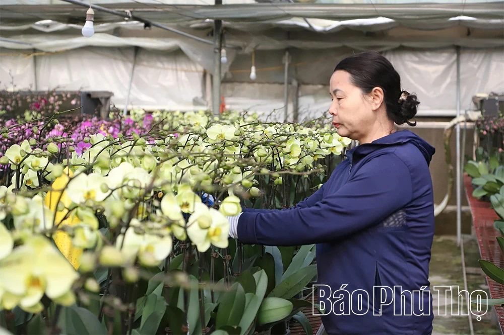 Orchid Garden Enters the Lunar New Year Season