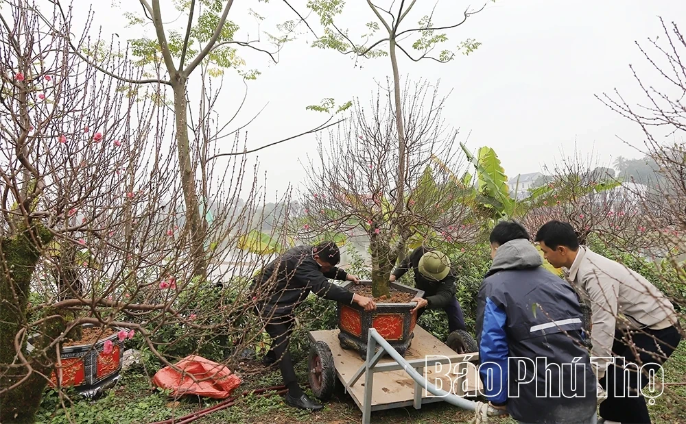 Flower Villages Entering the Tet Season