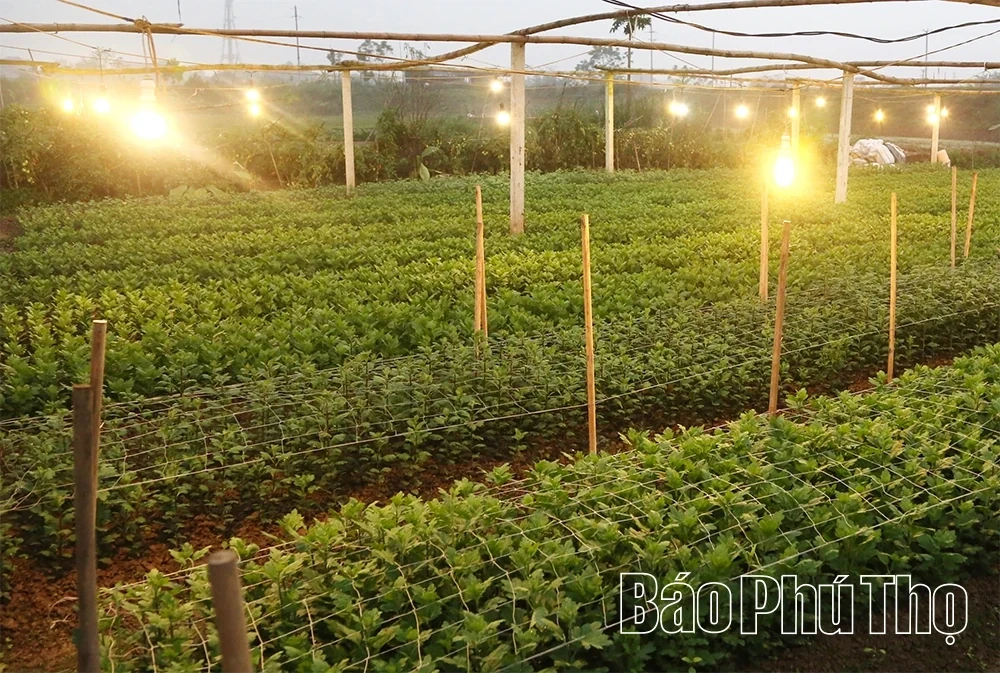Flower Villages Entering the Tet Season
