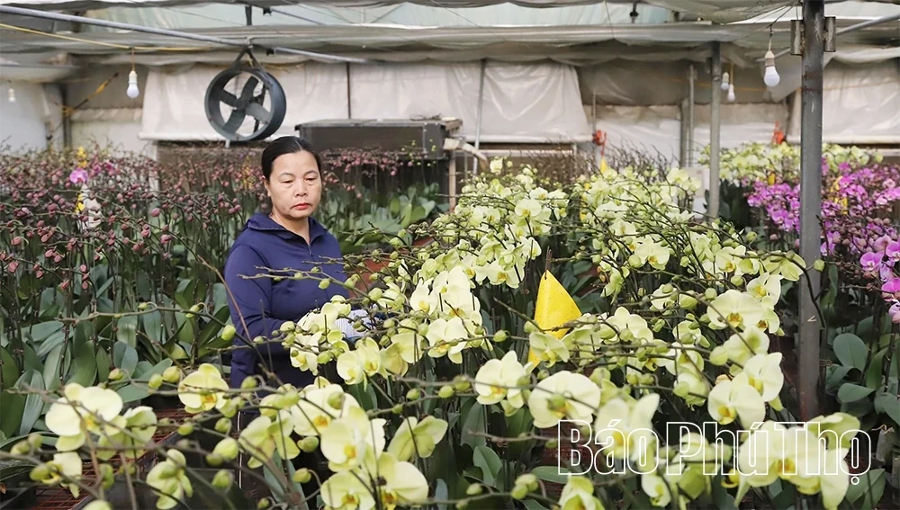 Flower Villages Entering the Tet Season