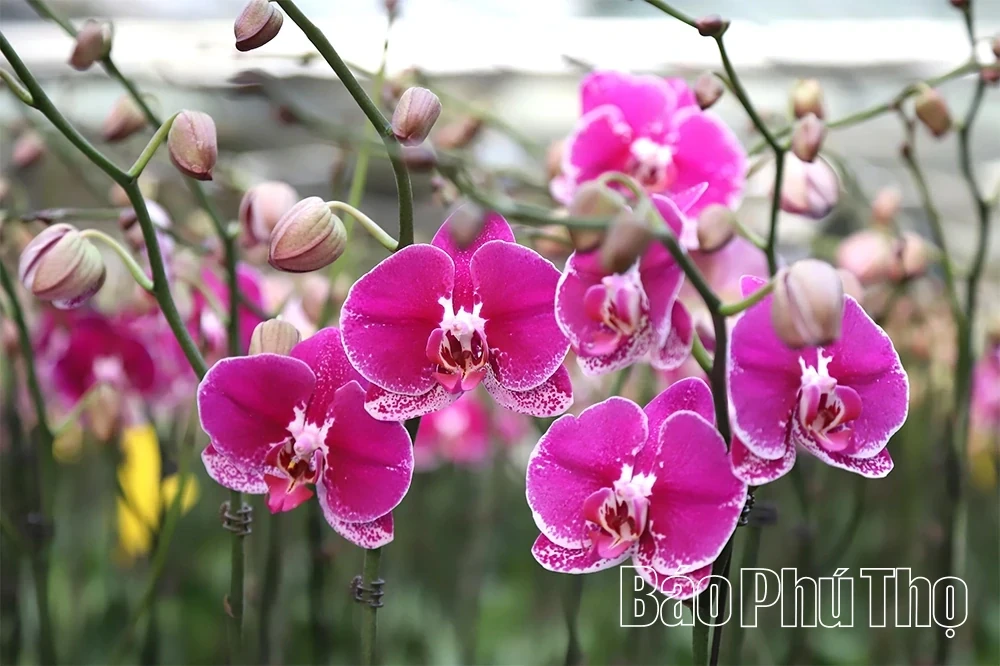 Flower Villages Entering the Tet Season