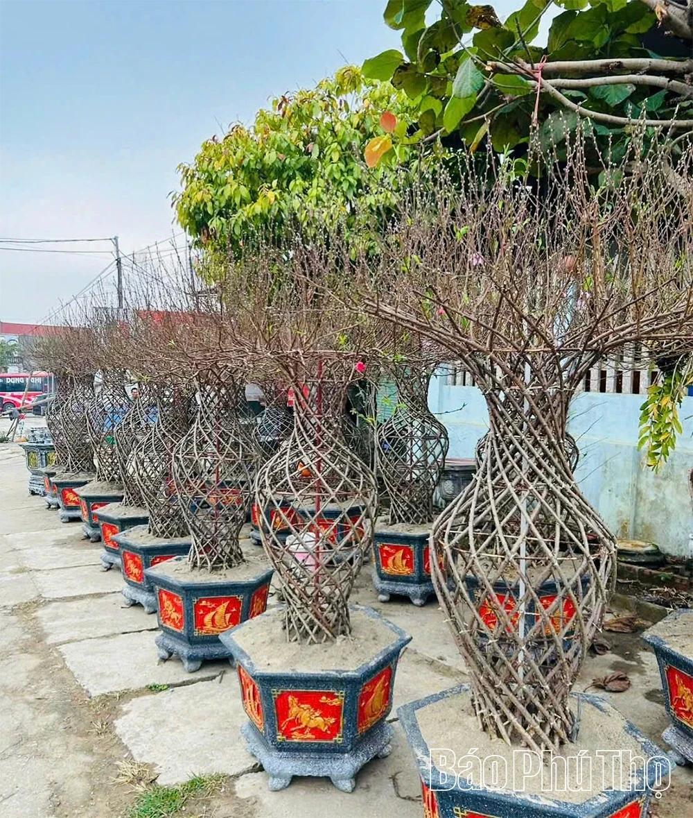 Unique Vase-Shaped Peach Blossoms for Tet