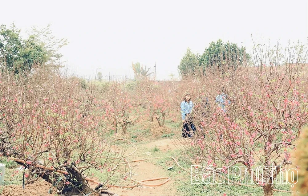 Unique Vase-Shaped Peach Blossoms for Tet