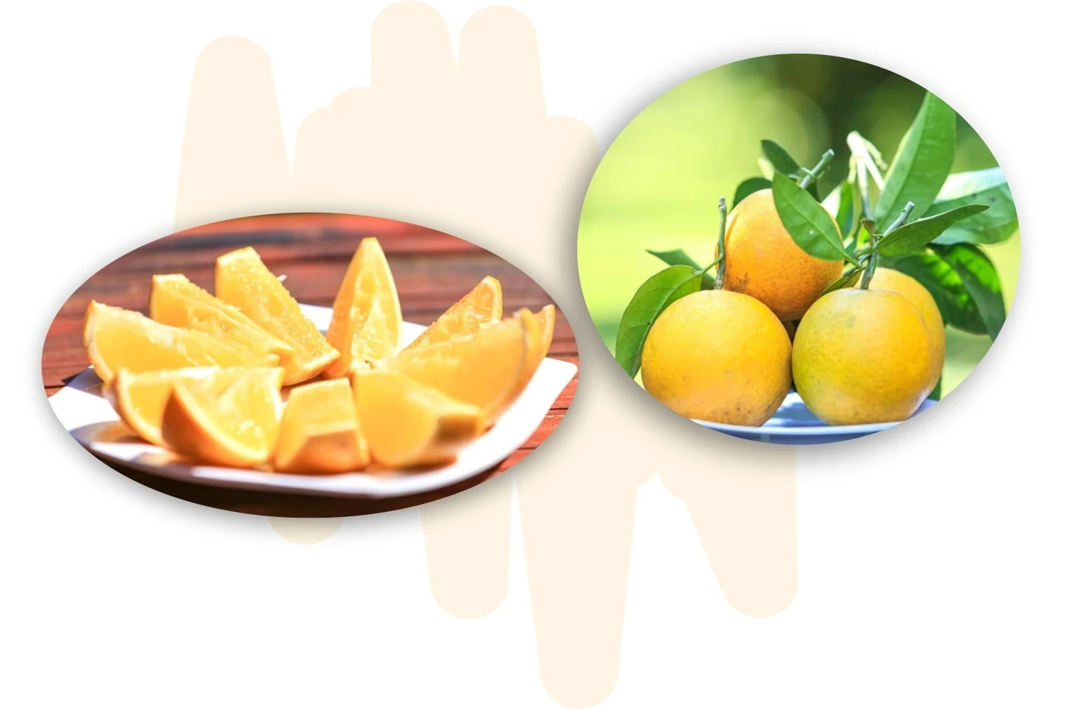 Sweetness from the Windy Land