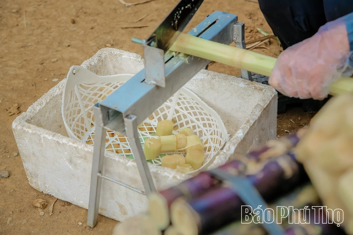 Bam Market – A Springtime Destination for Agricultural Specialties