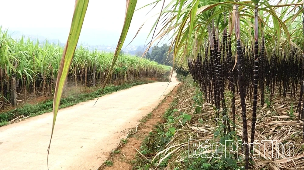 Purple Sugarcane Season in the Land of Muong Bi