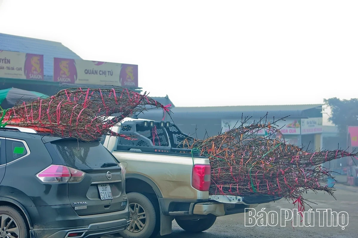 Spring Radiance on Da Trang Pass