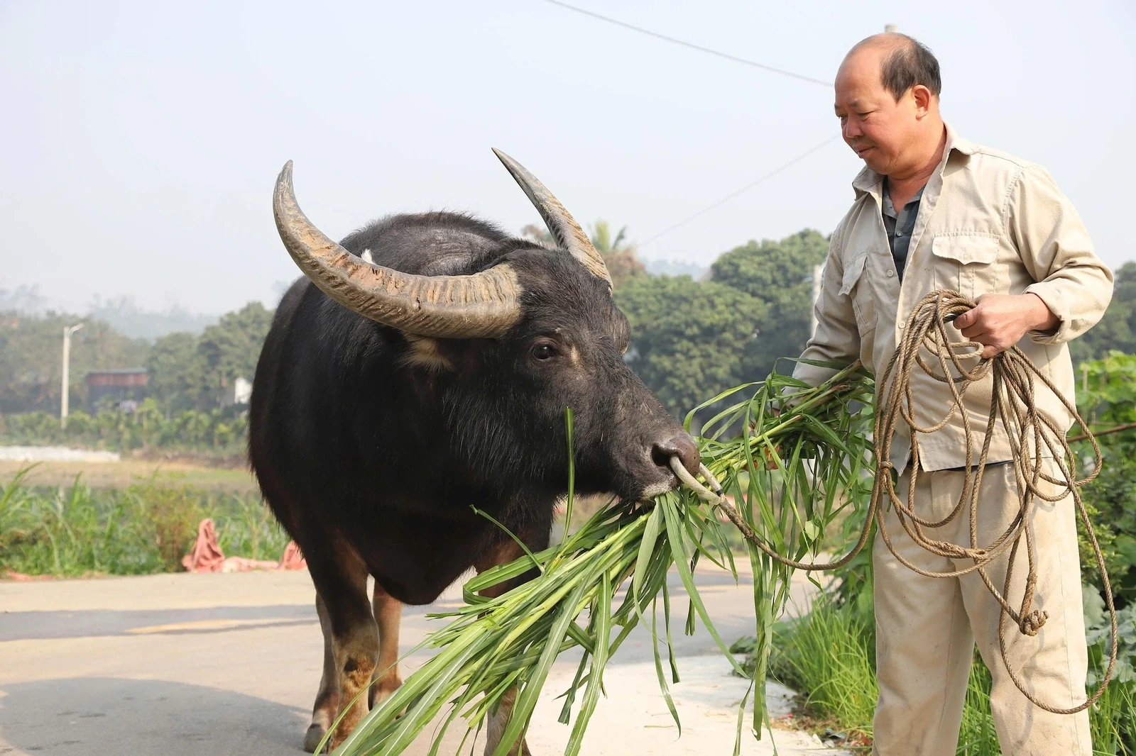 The Art of Raising Fighting Buffaloes in Hai Luu