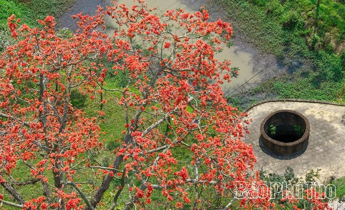 The Enchanting Red Silk Cotton Season in Son Dong
