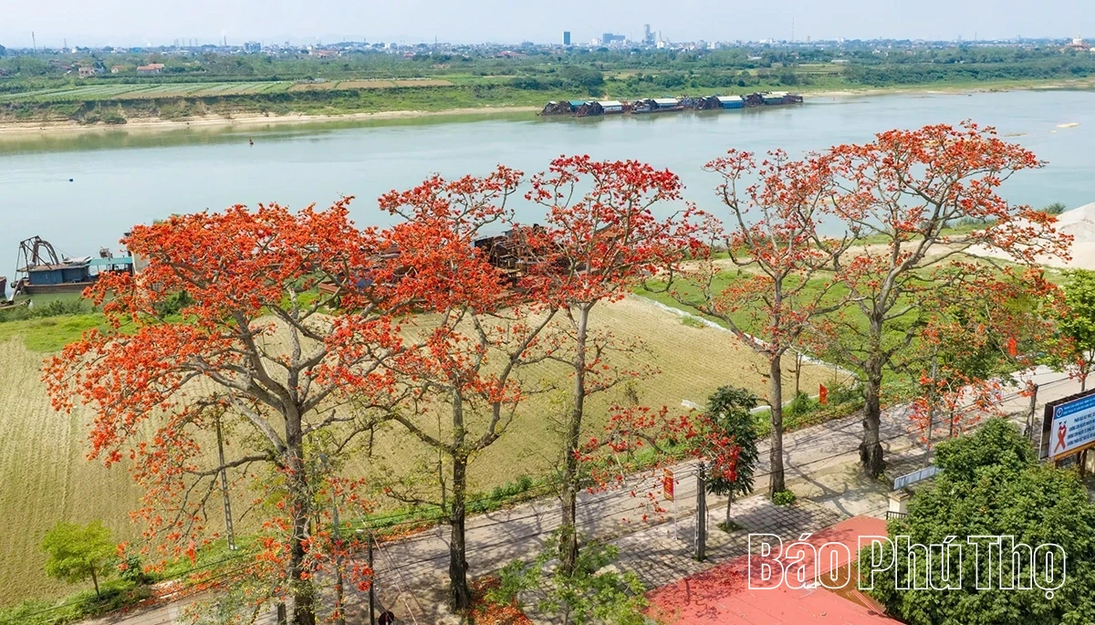 The Enchanting Red Silk Cotton Season in Son Dong