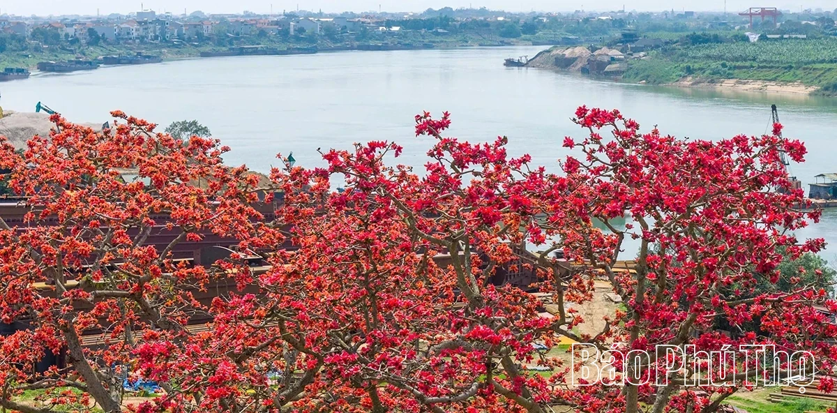 The Enchanting Red Silk Cotton Season in Son Dong