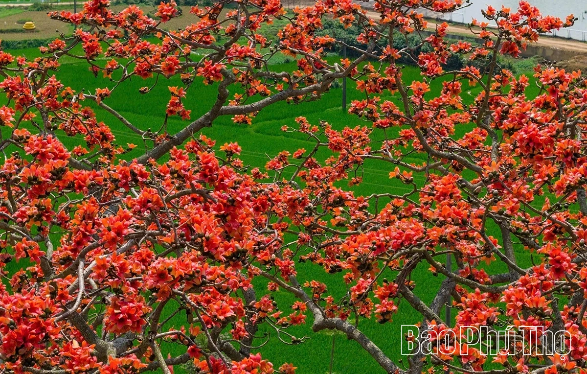 The Enchanting Red Silk Cotton Season in Son Dong