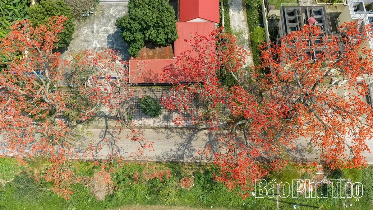 The Enchanting Red Silk Cotton Season in Son Dong