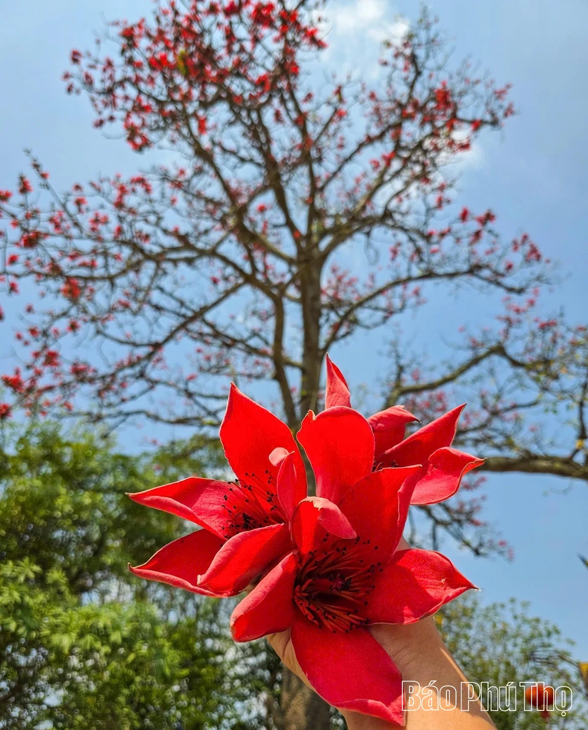 The Enchanting Red Silk Cotton Season in Son Dong