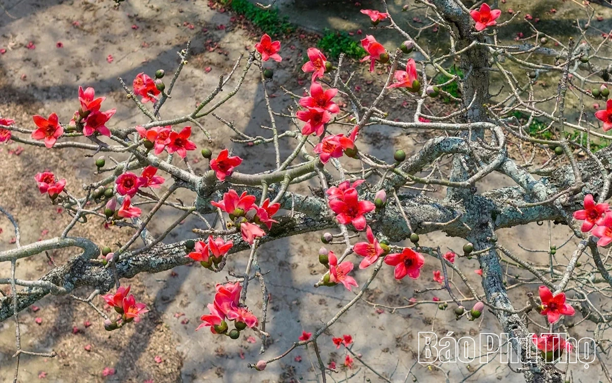 The Enchanting Red Silk Cotton Season in Son Dong