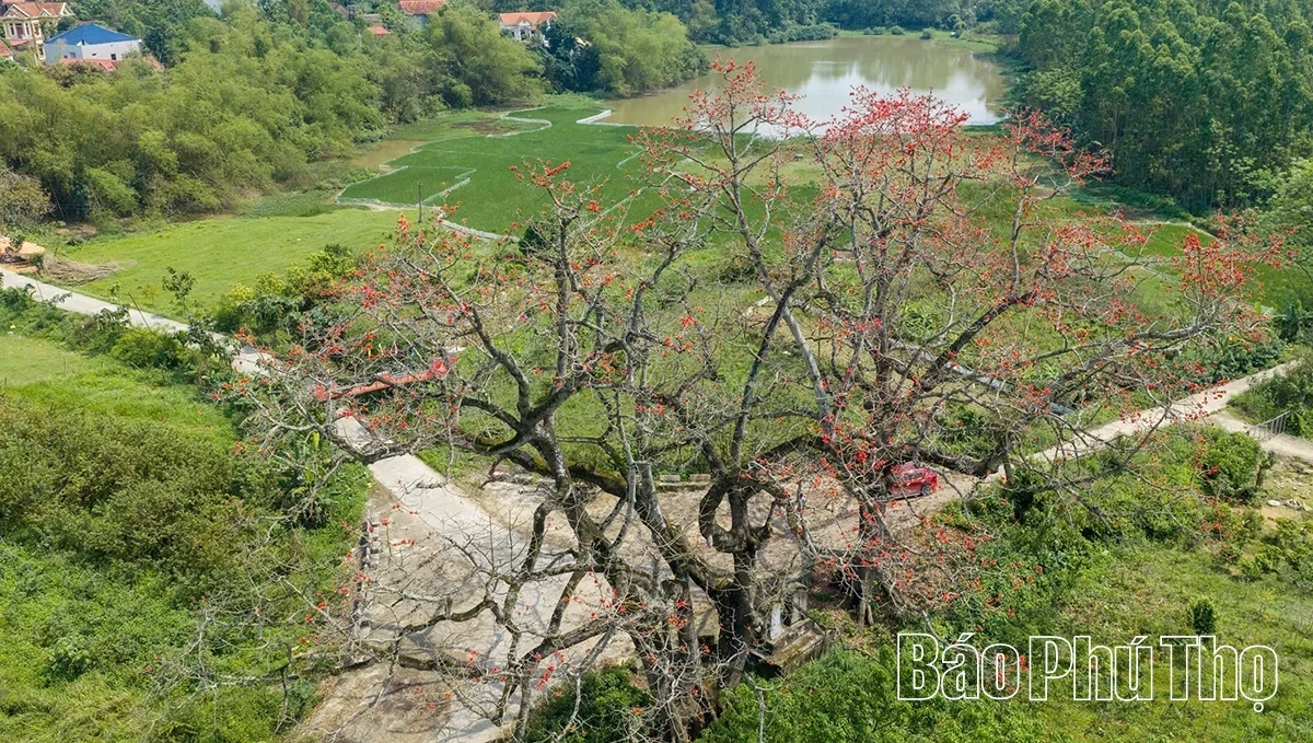 The Enchanting Red Silk Cotton Season in Son Dong