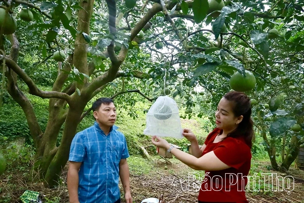 Phu Tho: Over 4,200 Hectares of Specialty Oranges and Pomelos with Branded Geographical Indications