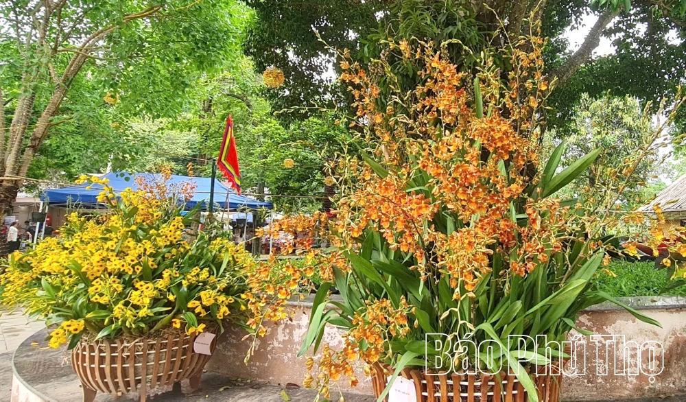 Orchids in Full Bloom at Hung Temple for the 2026 Commemoration
