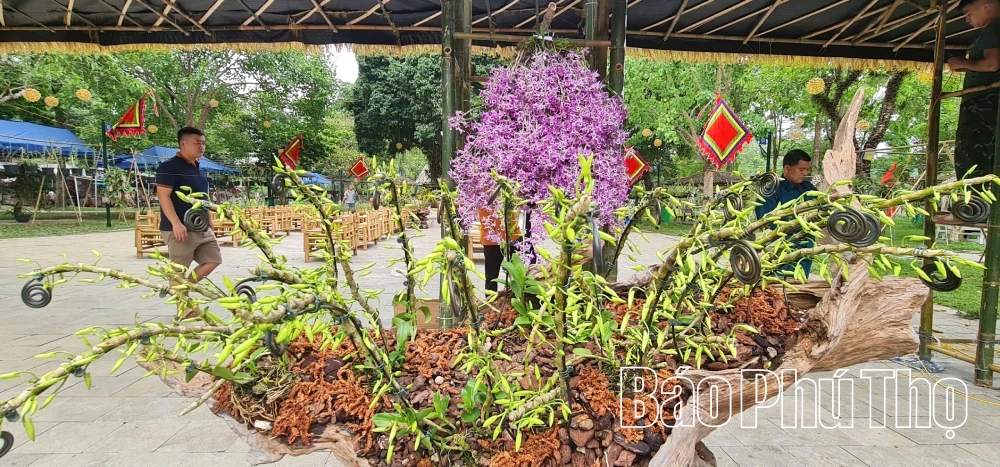 Orchids in Full Bloom at Hung Temple for the 2026 Commemoration