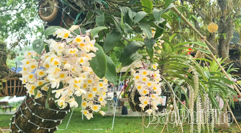 Orchids in Full Bloom at Hung Temple for the 2026 Commemoration