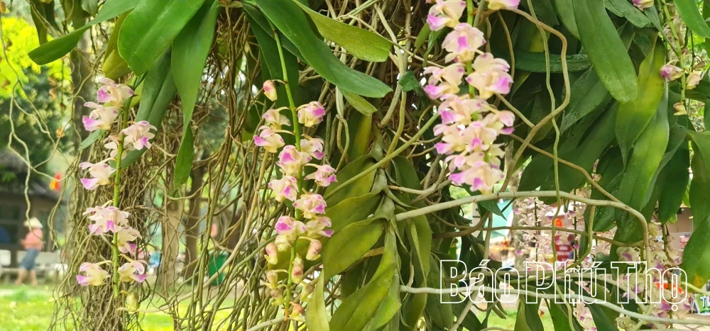 Orchids in Full Bloom at Hung Temple for the 2026 Commemoration