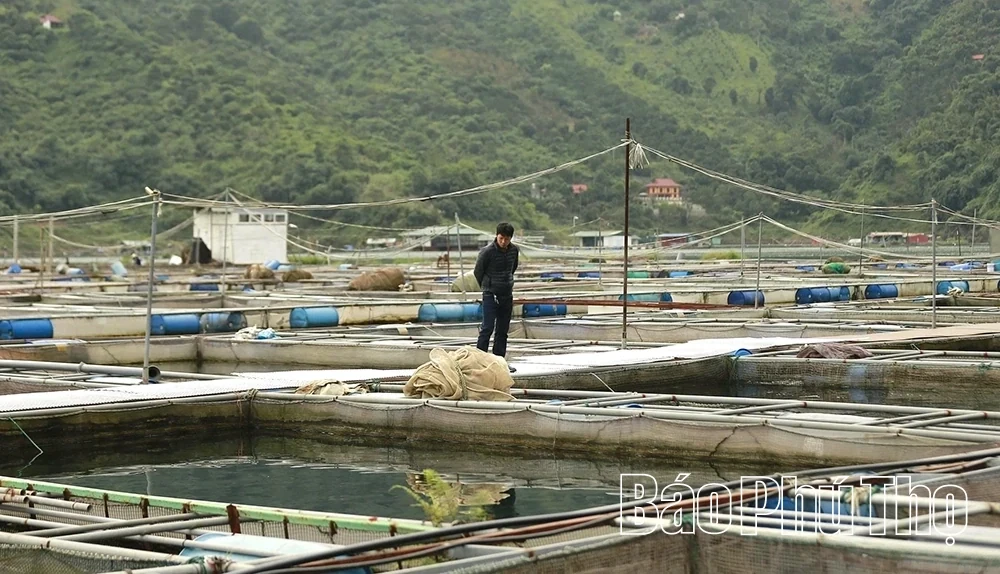Towards Building a Distinctive Brand for Phu Tho Fisheries