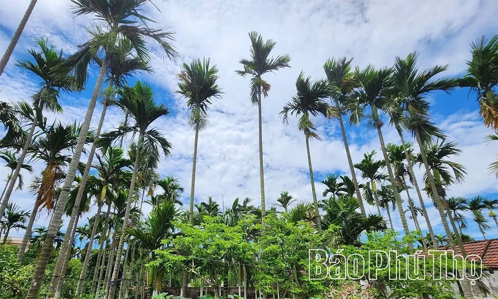 Eco-Friendly Products Crafted from Areca Palm Leaf Sheaths