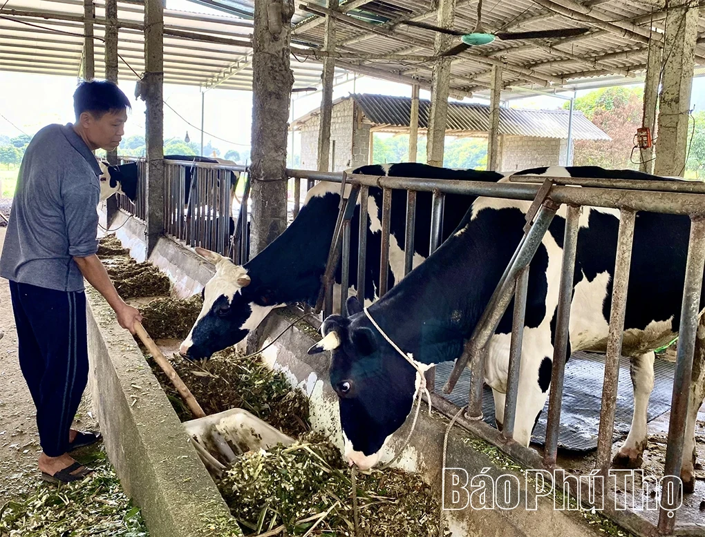 Phu Tho Possesses the Largest Dairy Cattle Herd in the Northern Midland and Mountainous Region