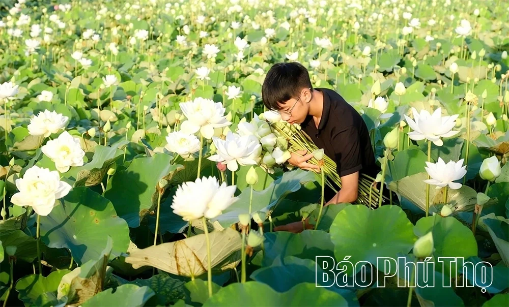 The Fragrance of Lotus Calling the Season