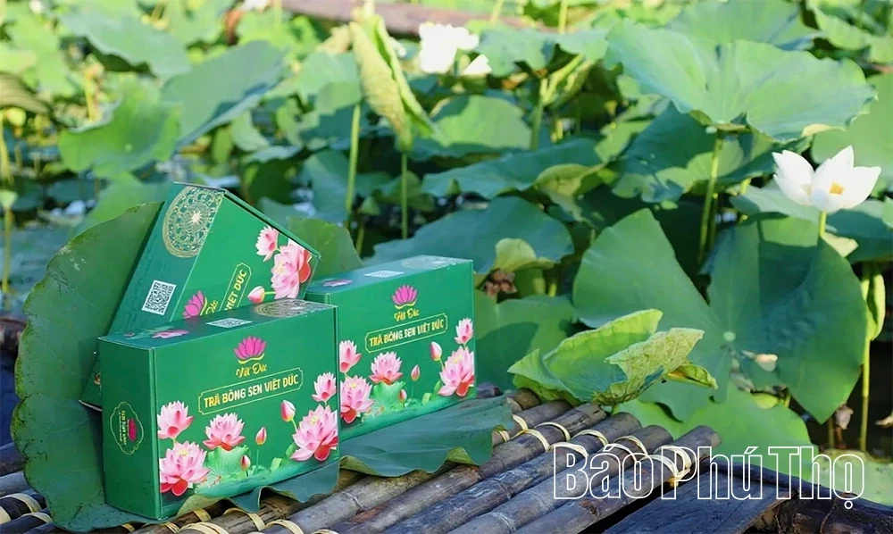 The Fragrance of Lotus Calling the Season