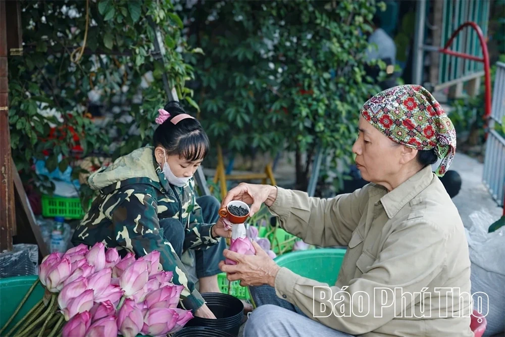 The Fragrance of Lotus Calling the Season