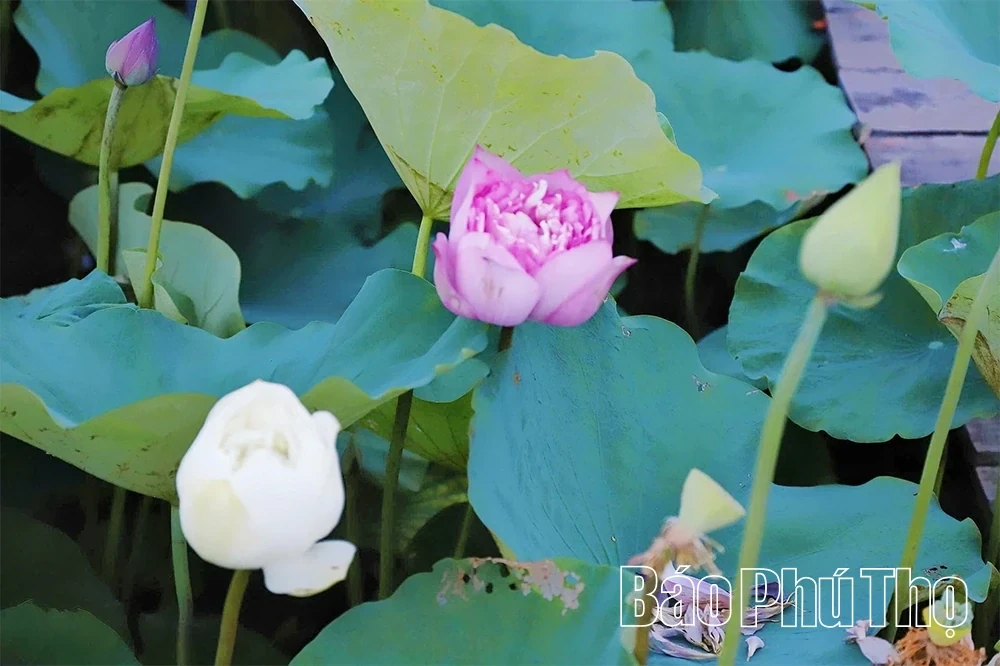 The Fragrance of Lotus Calling the Season