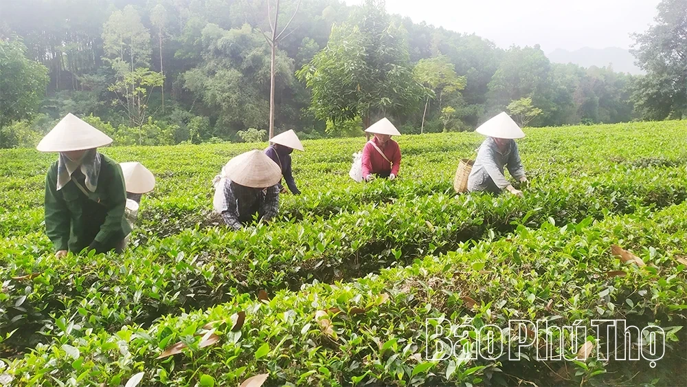 Standardizing Raw Tea Material Zones