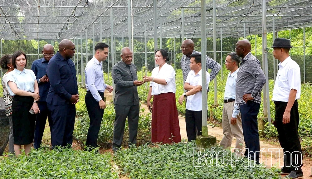 Delegation from the Ministry of Agriculture and Forestry of the Republic of Angola Visits and Works in Phu Tho Province