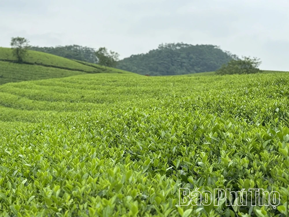 Empowering the Brand Equity of Xuan Son Early Mist Tea