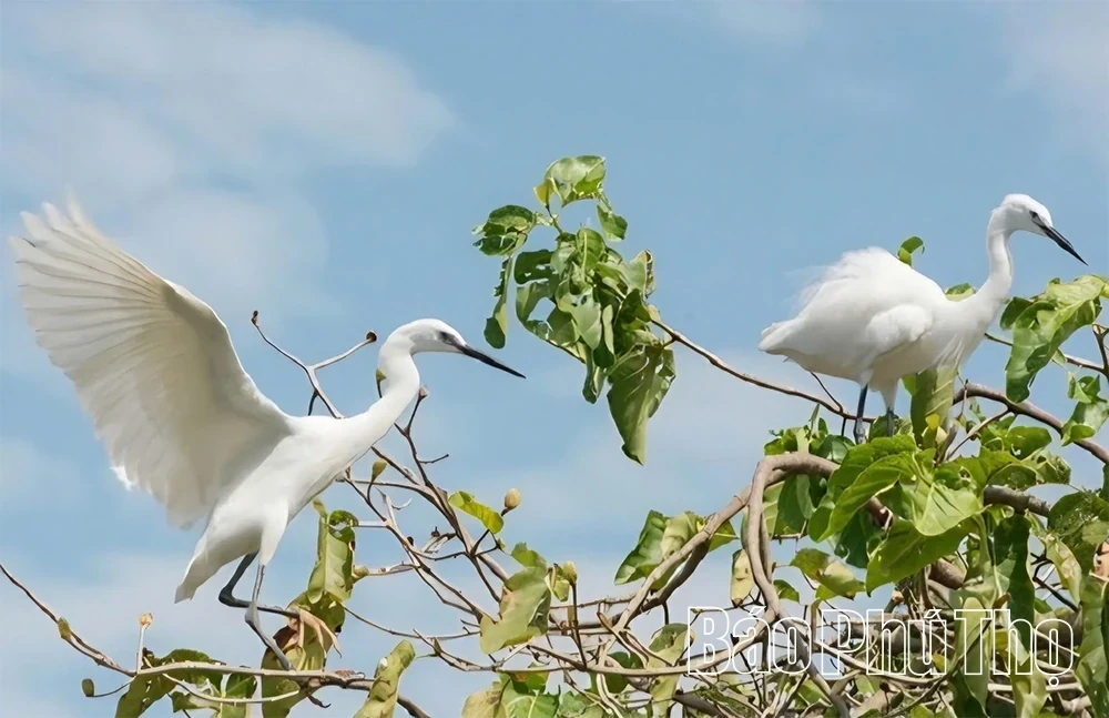 Hai Luu Stork Sanctuary: An Alluring Eco-Tourism and Experiential Destination