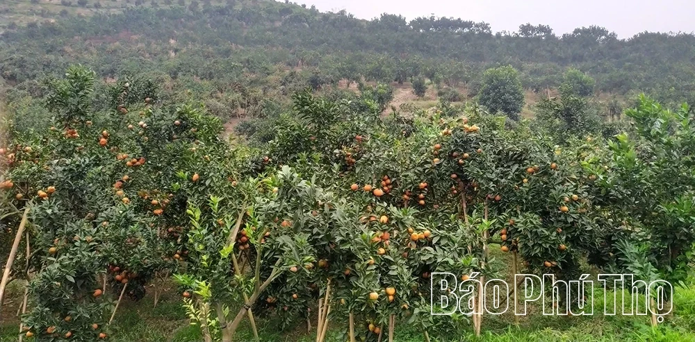 OCOP Products and Tourism: A Partnership Driving Rural Development in Phu Tho