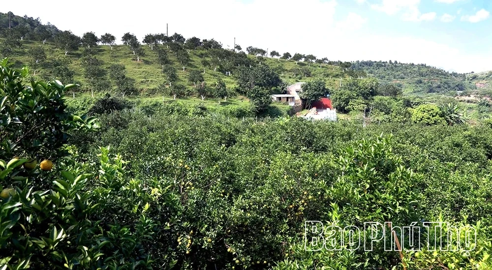 OCOP Products and Tourism: A Partnership Driving Rural Development in Phu Tho