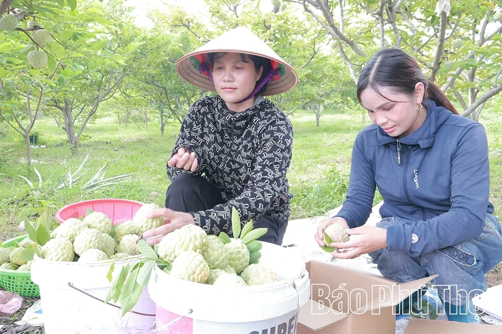 Rediscovering the Specialty Bo Ly Chewy Custard Apple
